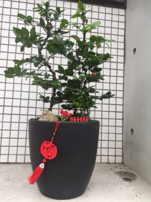 編號:EH0030----雙龍圓柏(雙株)招財盆景